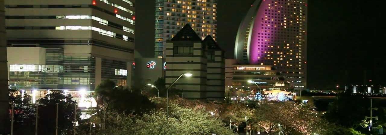 横浜みなとみらい さくら通り（神奈川） | 2019年夜桜ライトアップ・見頃情報