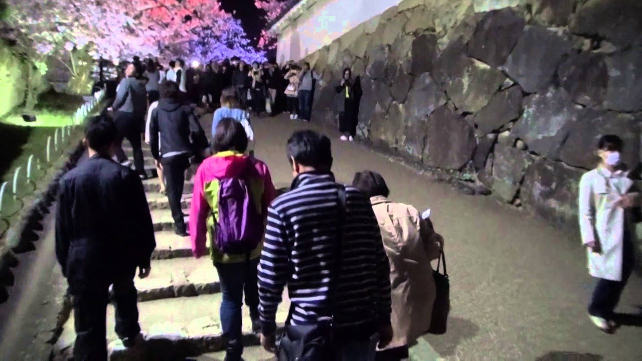 姫路城 西の丸庭園 兵庫 21年桜祭り 夜桜ライトアップ 見頃情報 Amatavi