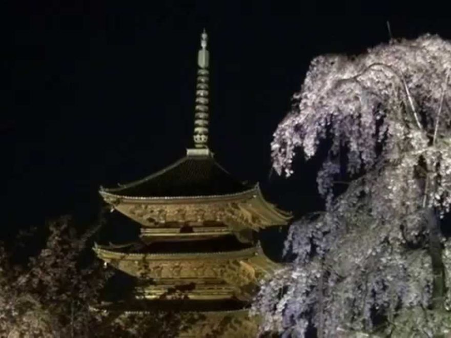 東寺（京都） | 2019年夜桜ライトアップ・見頃情報