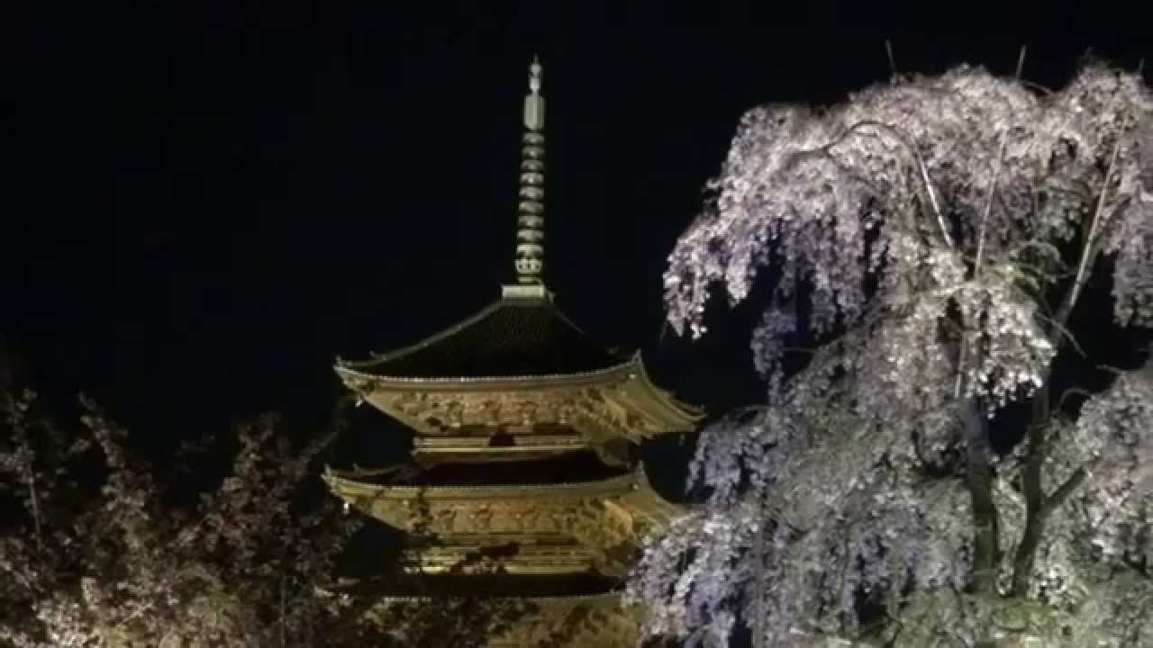東寺 京都 21年桜祭り 夜桜ライトアップ 見頃情報 Amatavi