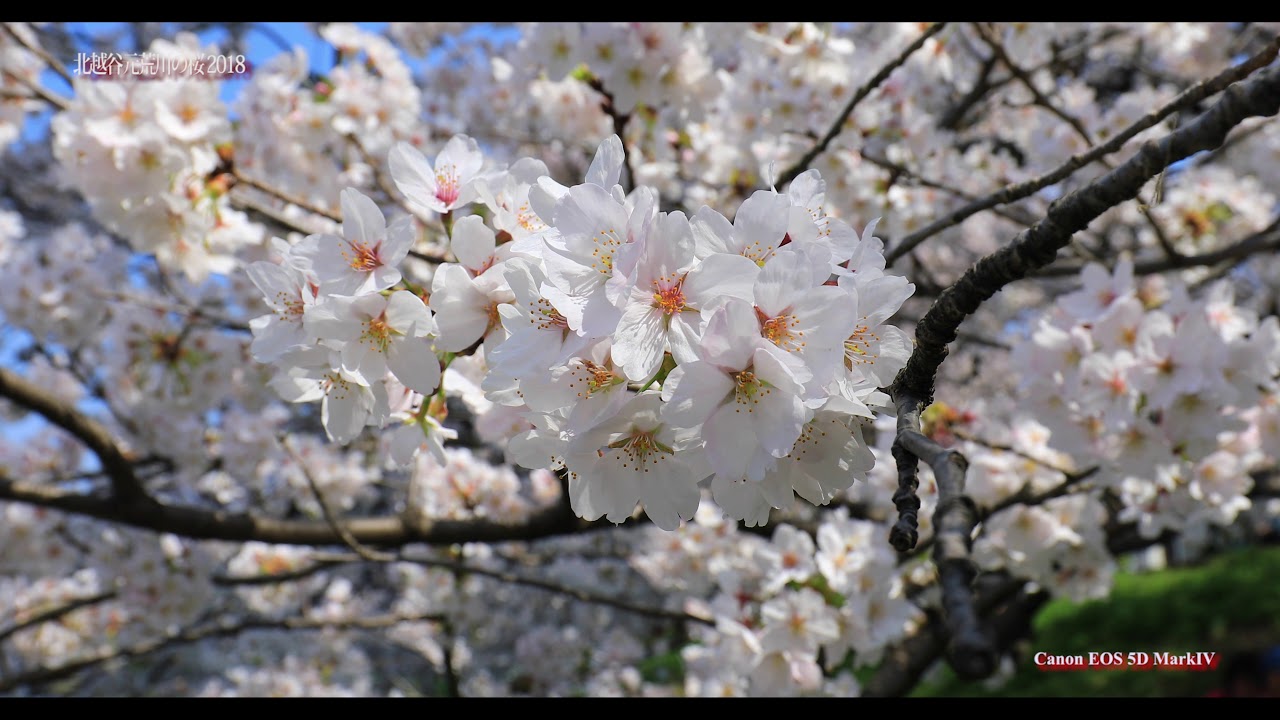 中止 北越谷元荒川堤 埼玉 21年桜祭り 夜桜ライトアップ 見頃情報 Amatavi