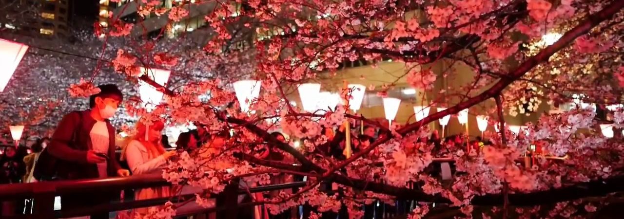 目黒川（東京） | 2019年夜桜ライトアップ・見頃情報