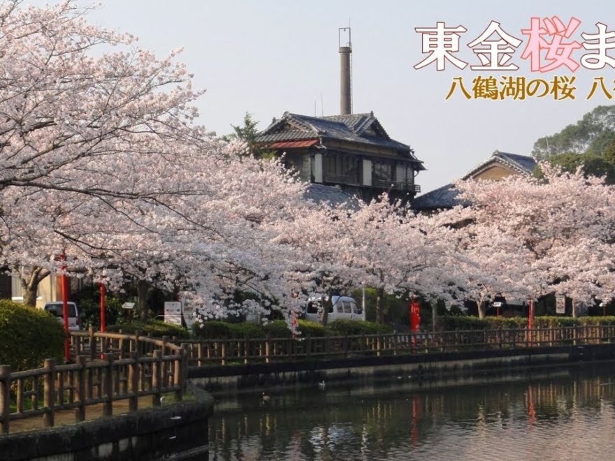 八鶴湖（千葉） | 2019年夜桜ライトアップ・見頃情報