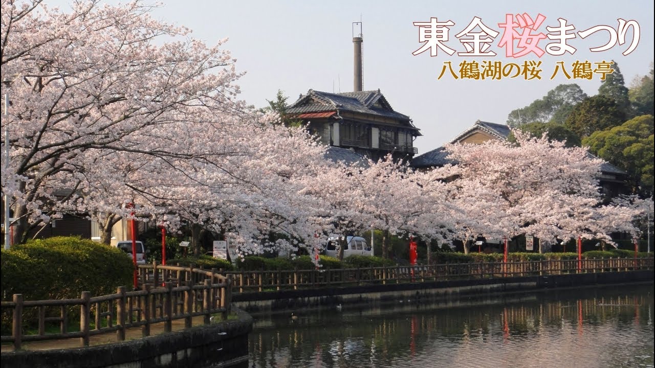 中止 八鶴湖 はっかくこ 千葉 22年桜祭り 夜桜ライトアップ 見頃情報 Amatavi