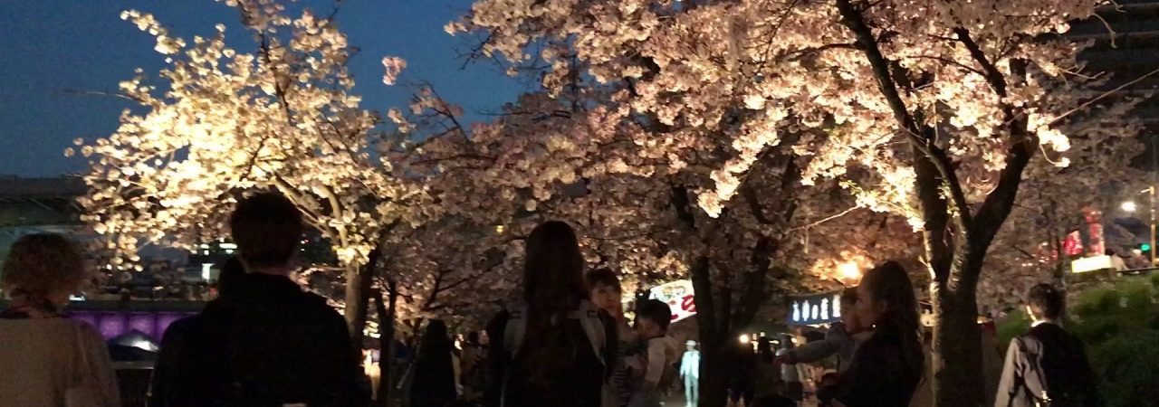 造幣局 桜の通り抜け（大阪） | 2019年夜桜ライトアップ・見頃情報
