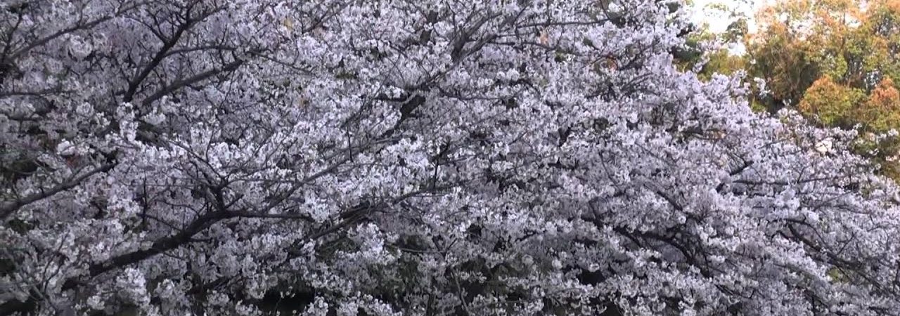 岸和田城（大阪） | 2019年夜桜ライトアップ・見頃情報