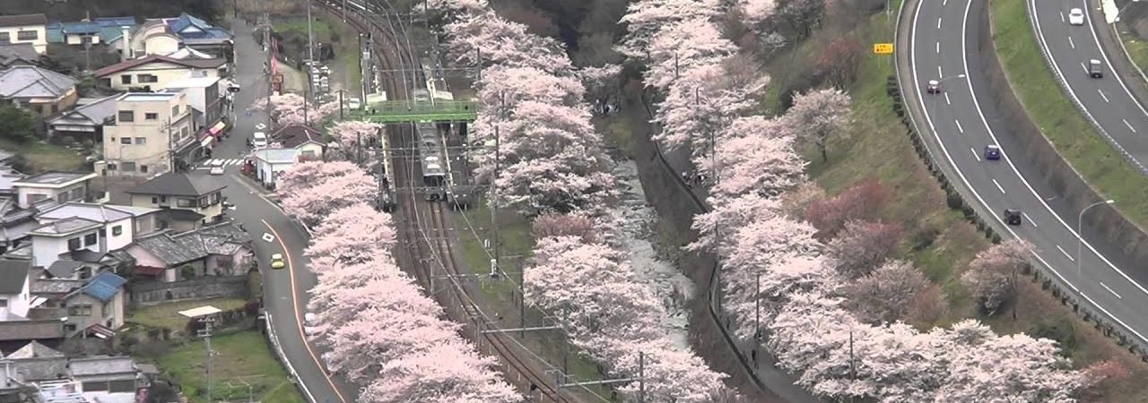 山中渓（やまなかだに）（大阪） | 2019年夜桜ライトアップ・見頃情報