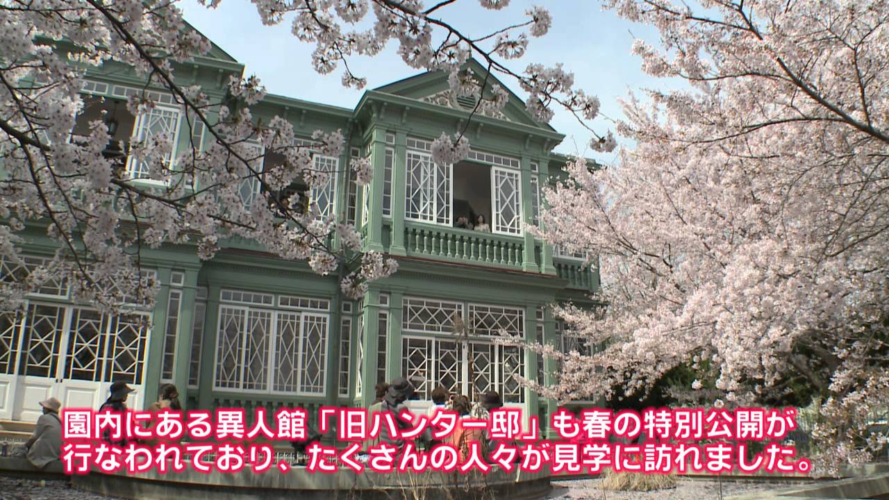 中止 神戸市立王子動物園 兵庫 年桜祭り 夜桜ライトアップ 見頃情報 Amatavi