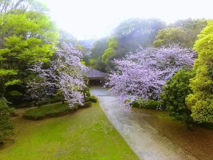 南楽園外堀（愛媛） | 2019年夜桜ライトアップ・見頃情報