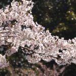 栗林公園（香川） | 2023年桜祭り・夜桜ライトアップ・見頃情報