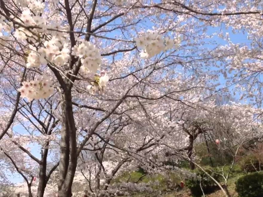 岡山市半田山植物園（岡山） | 2019年夜桜ライトアップ・見頃情報