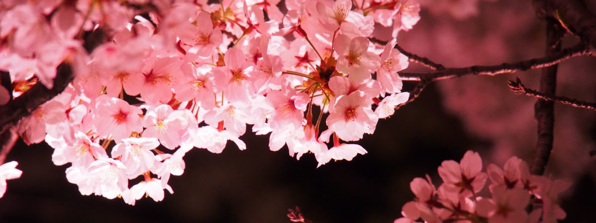 夜桜ライトアップ_イメージ