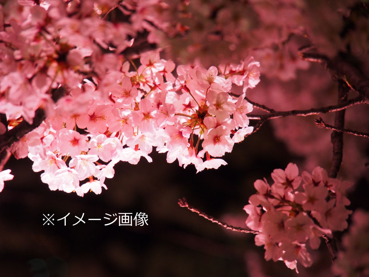 変更 中止 華蔵寺公園 群馬 21年桜祭り 夜桜ライトアップ 見頃情報 Amatavi