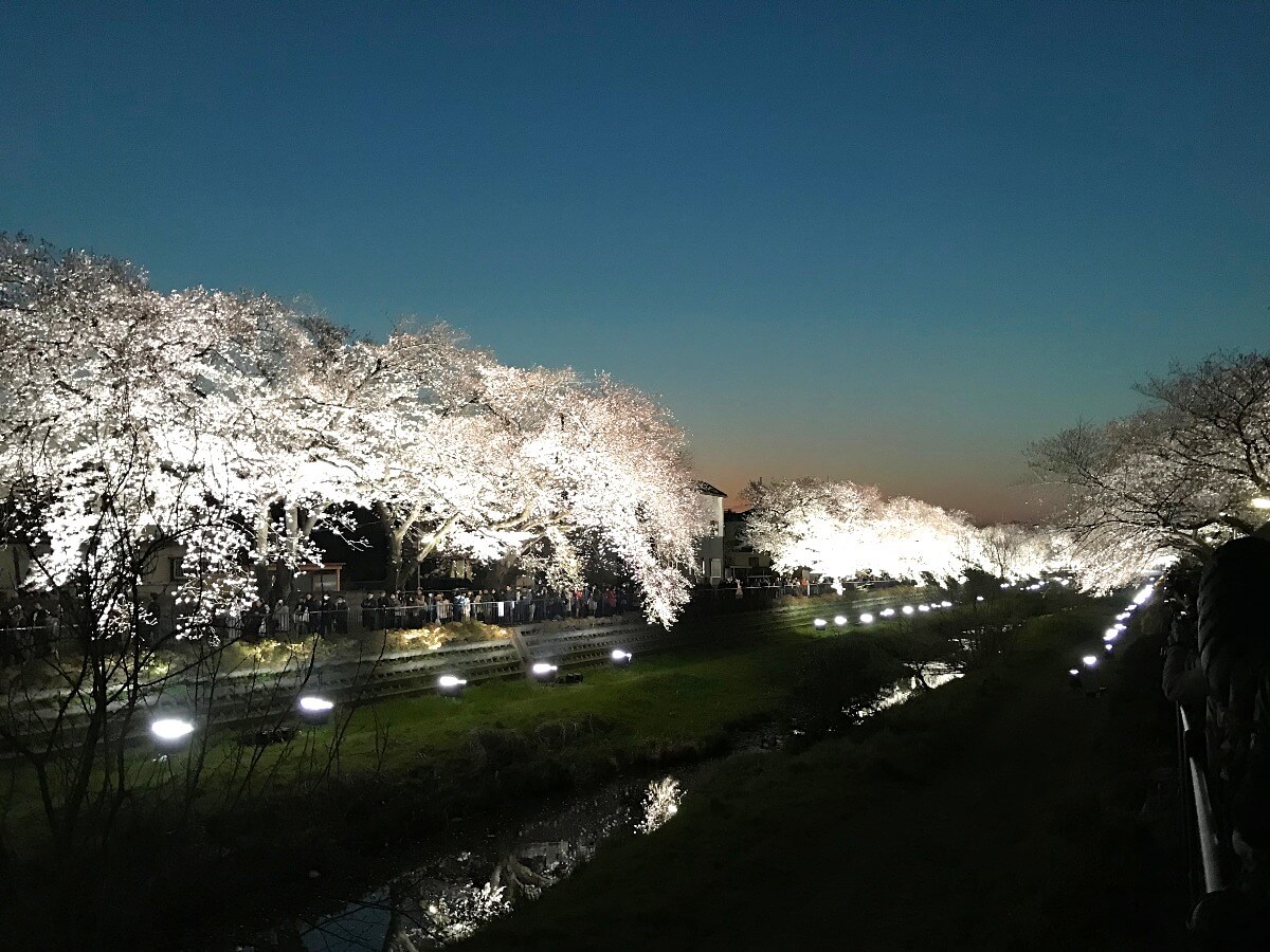 中止 野川 東京都調布市 21年桜祭り 夜桜ライトアップ 見頃情報 Amatavi