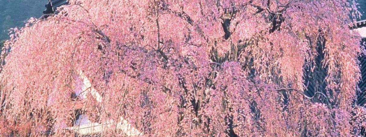 久遠寺しだれ桜