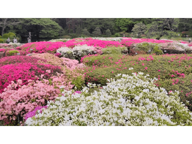 神代植物公園（東京） | 2023年つつじ祭り・見頃情報