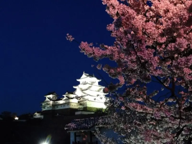 姫路城 西の丸庭園（兵庫） | 2024年桜祭り・夜桜ライトアップ・見頃情報