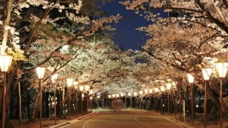 日岡山公園（兵庫） | 2024年桜祭り・夜桜ライトアップ・見頃情報