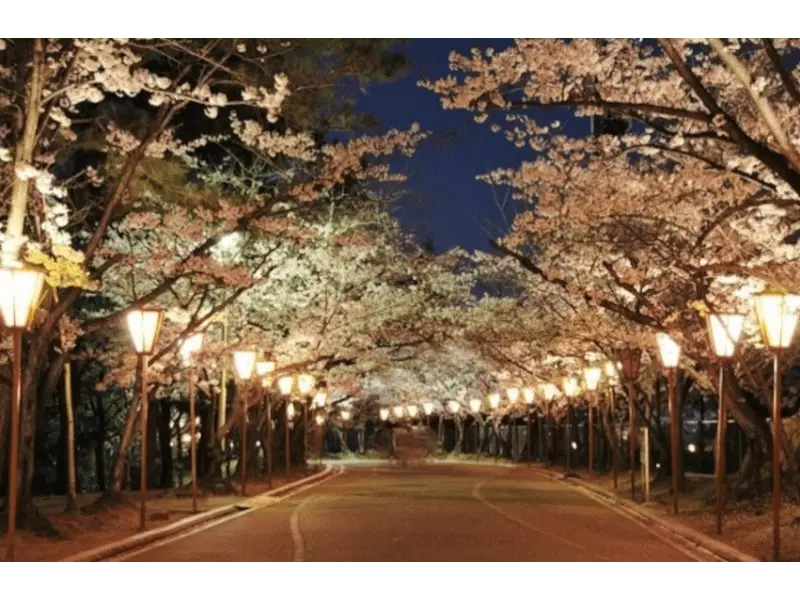 日岡山公園（兵庫） | 2024年桜祭り・夜桜ライトアップ・見頃情報