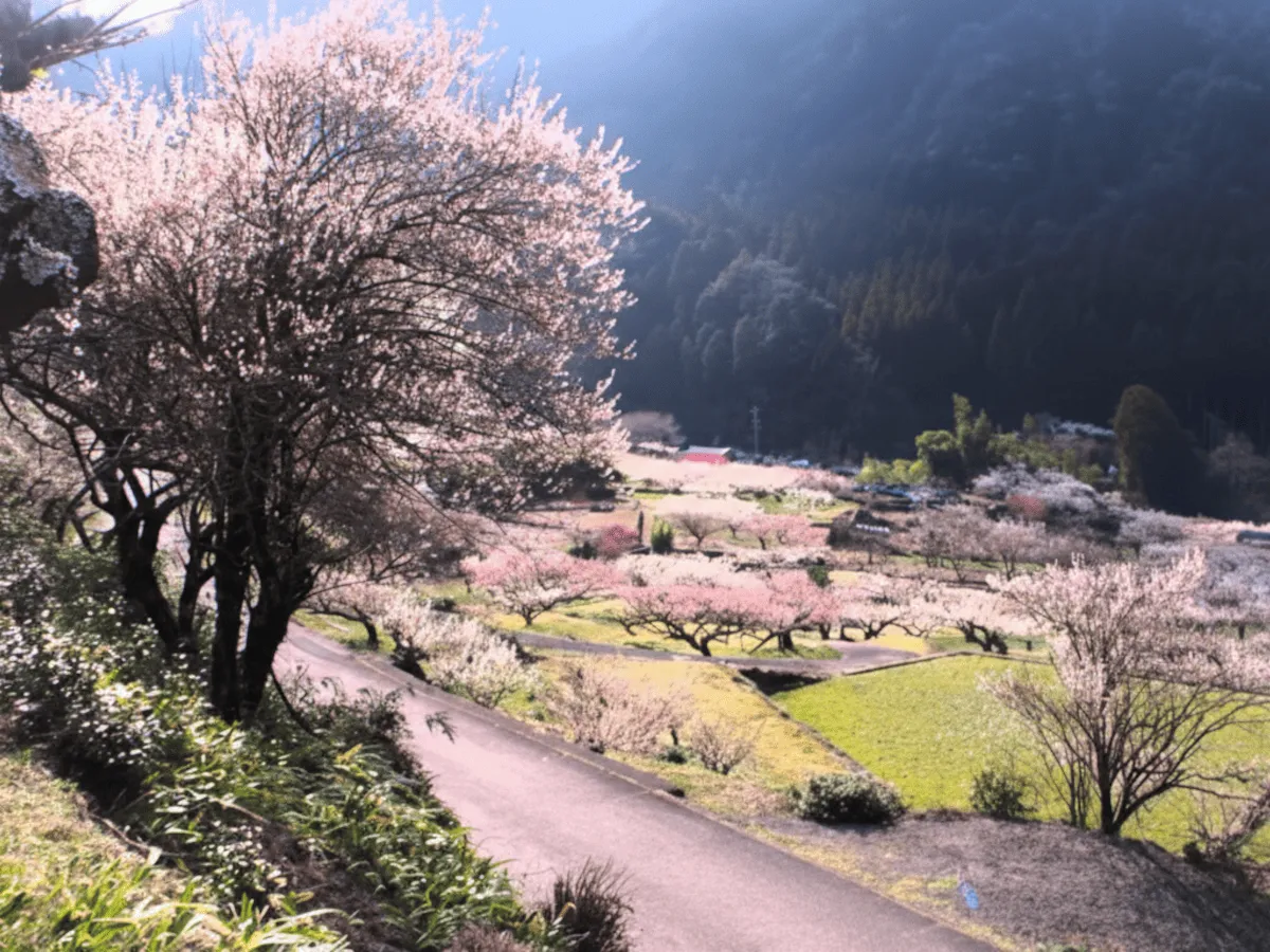 梅の里 川売（かおれ）（愛知） | 2026年梅まつり・見頃情報