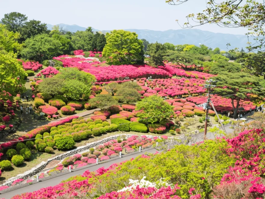小室山公園（静岡県伊東市） | 2026年つつじ祭り・見頃情報