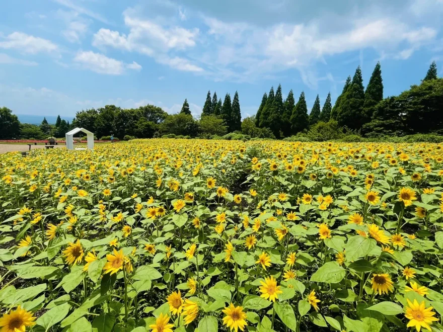 くじゅう花公園（大分） | 2025年ひまわりフェスティバル・見頃情報