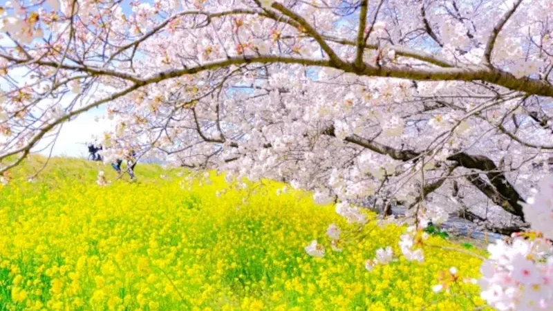 熊谷桜堤（埼玉） | 2024年桜祭り・夜桜ライトアップ・見頃情報