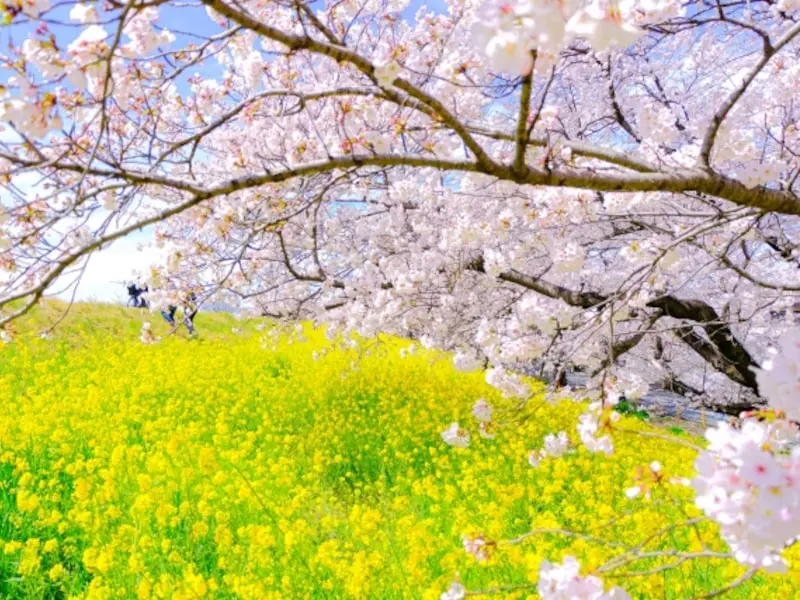 熊谷桜堤（埼玉） | 2024年桜祭り・夜桜ライトアップ・見頃情報