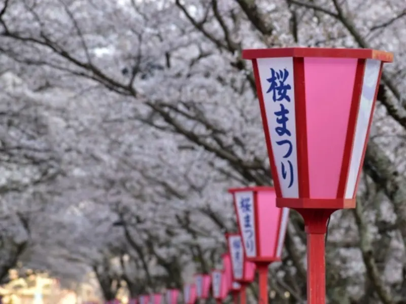 久世 トンネル桜（岡山） | 2024年桜祭り・夜桜ライトアップ・見頃情報
