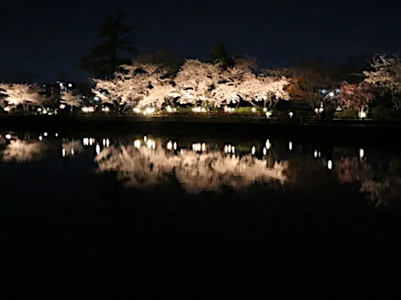 長岡天満宮（京都） | 2024年桜祭り・夜桜ライトアップ・見頃情報
