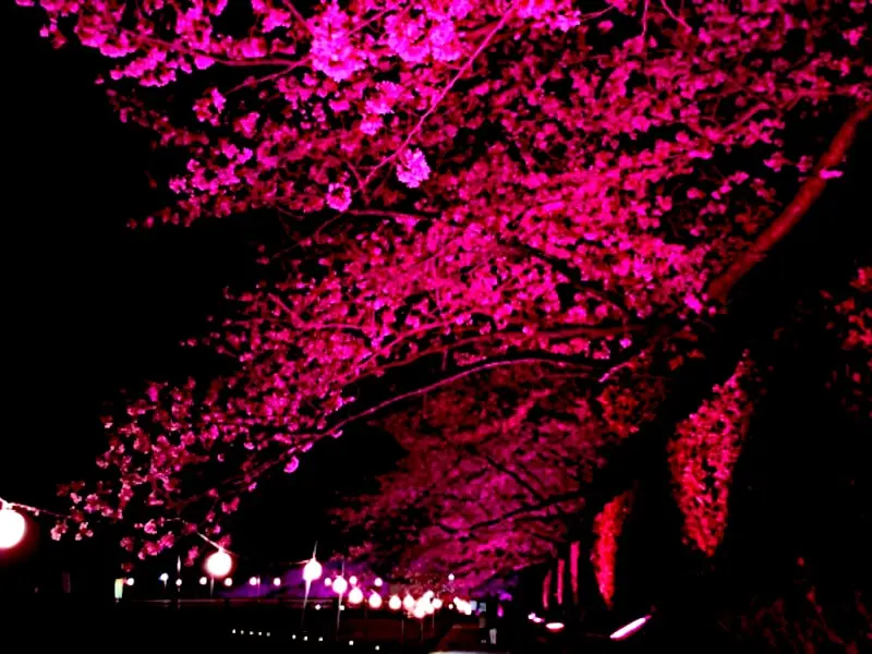 南楽園外堀（愛媛） | 2024年桜祭り・夜桜ライトアップ・見頃情報