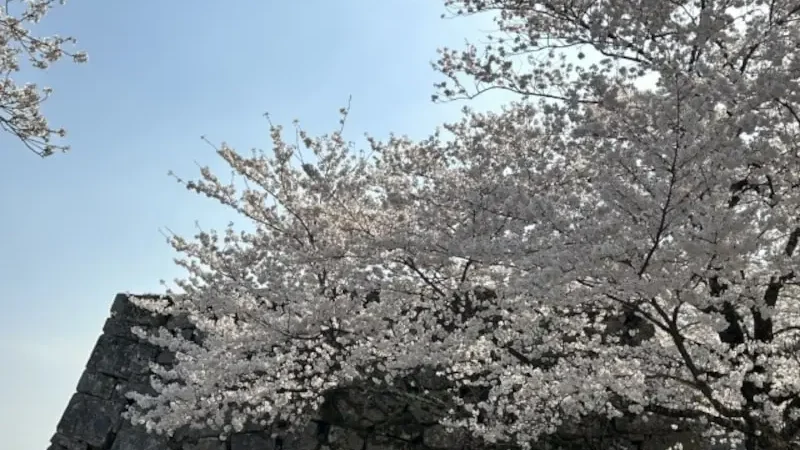 竹田城跡（兵庫） | 2024年桜祭り・夜桜ライトアップ・見頃情報