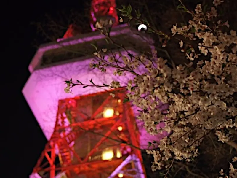宇都宮市 八幡山公園（栃木） | 2024年桜祭り・夜桜ライトアップ・見頃情報