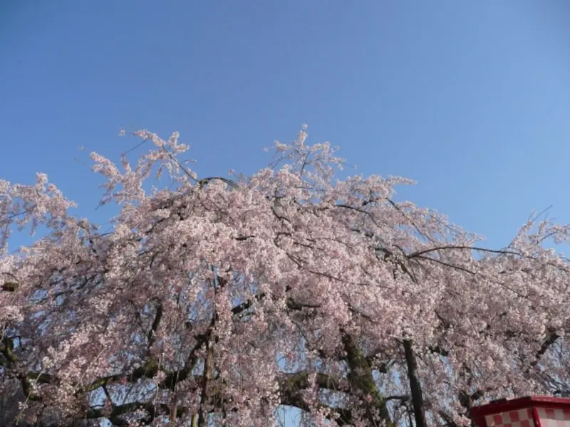 吉田のしだれ桜（瑠璃寺）（京都） | 2024年桜祭り・夜桜ライトアップ・見頃情報