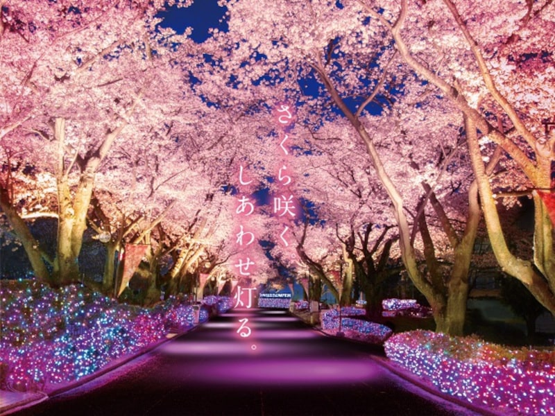 よみうりランド（東京） | 2023年桜祭り・夜桜ライトアップ・見頃情報