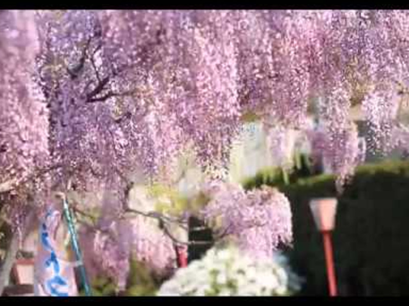 世羅ふじ園（広島） | 2019年ふじ園開園・見頃情報