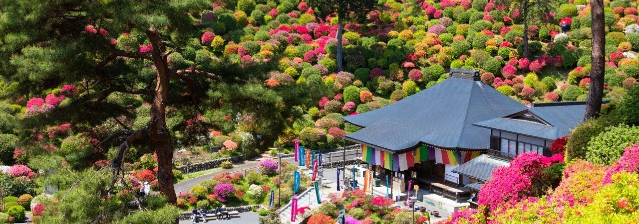 塩船観音寺（東京） | 2019年つつじ祭り・見頃情報
