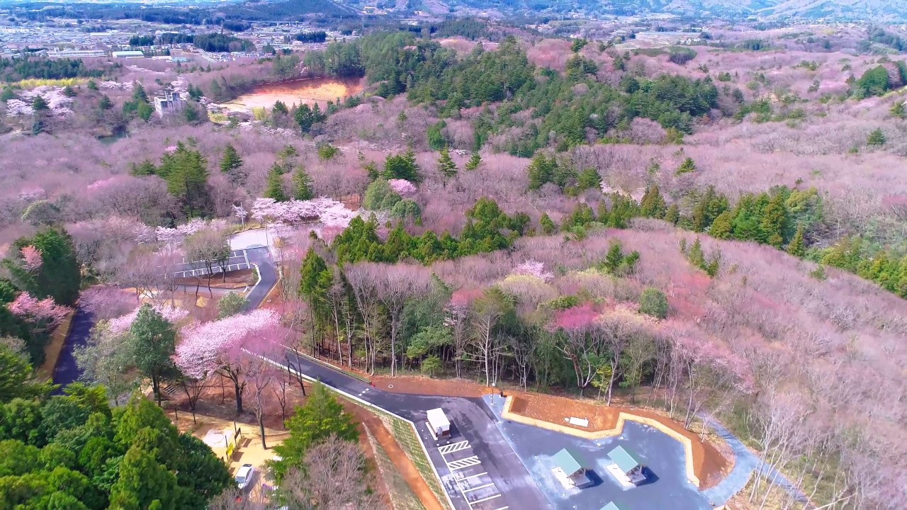 笠間市 北山公園 茨城 19年夜桜ライトアップ 見頃情報 Amatavi