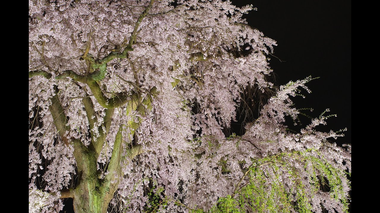 中止 円山公園 京都 21年桜祭り 夜桜ライトアップ 見頃情報 Amatavi