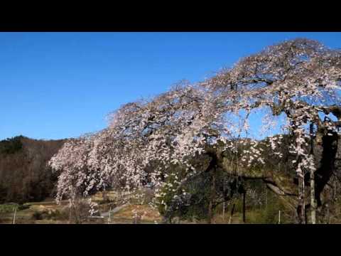 外大野のしだれ桜（茨城） | 2019年夜桜ライトアップ・見頃情報