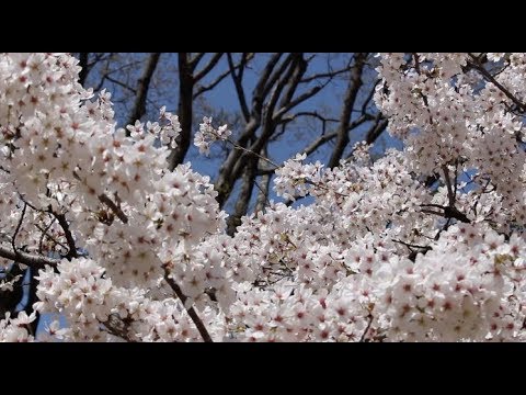 京都市動物園（京都） | 2019年夜桜ライトアップ・見頃情報