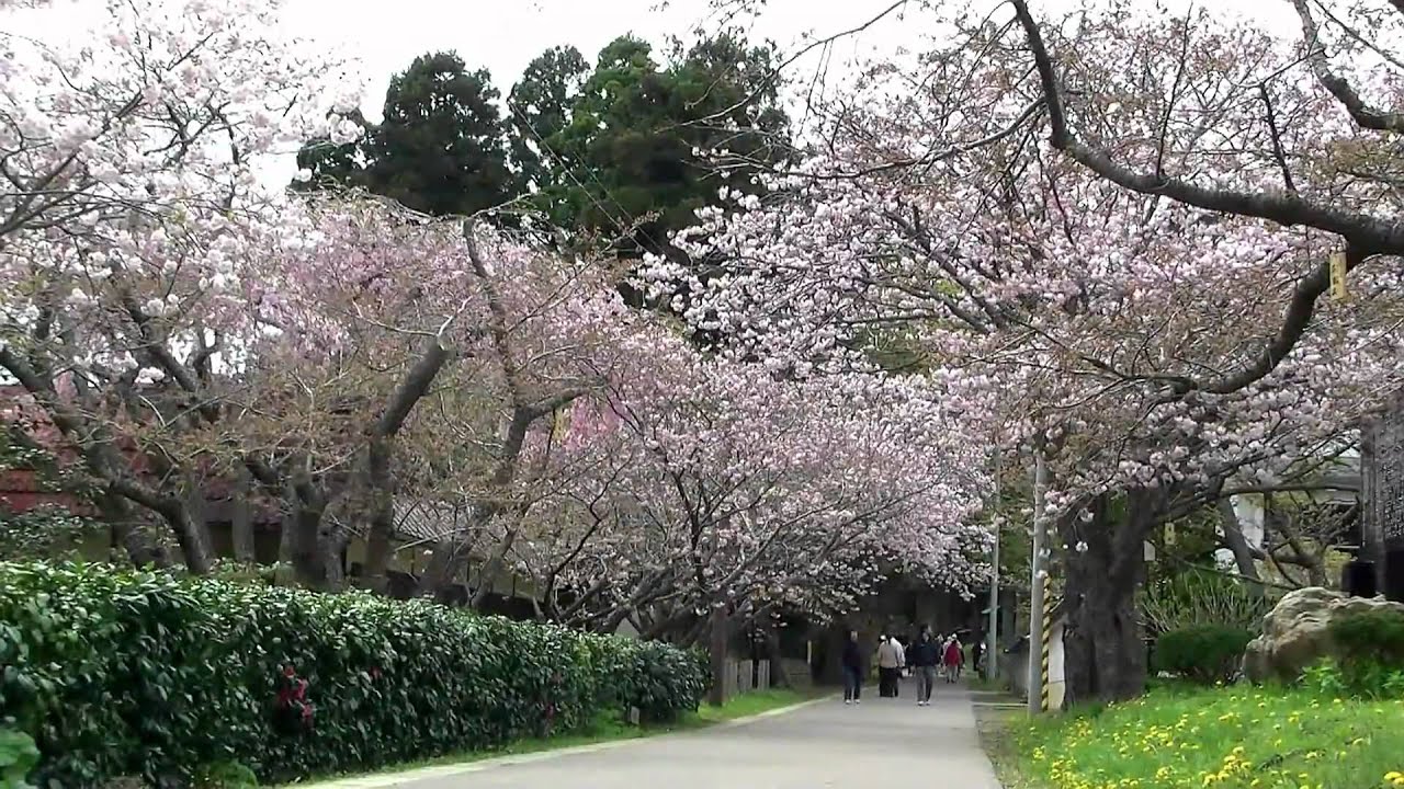 変更 中止 松前公園 北海道 21年桜祭り 夜桜ライトアップ 見頃情報