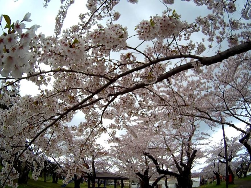 青葉ヶ丘公園（北海道） | 2019年夜桜ライトアップ・見頃情報