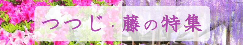 つつじ・ふじバナー