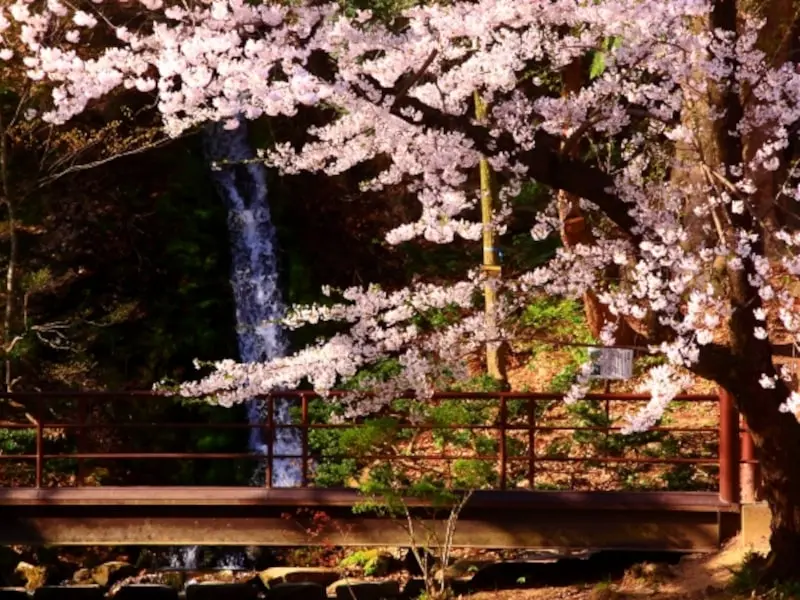 臥竜公園（長野） | 2024年桜祭り・夜桜ライトアップ・見頃情報