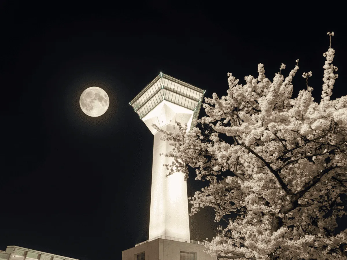 五稜郭公園（北海道） | 2026年桜祭り・夜桜ライトアップ・見頃情報