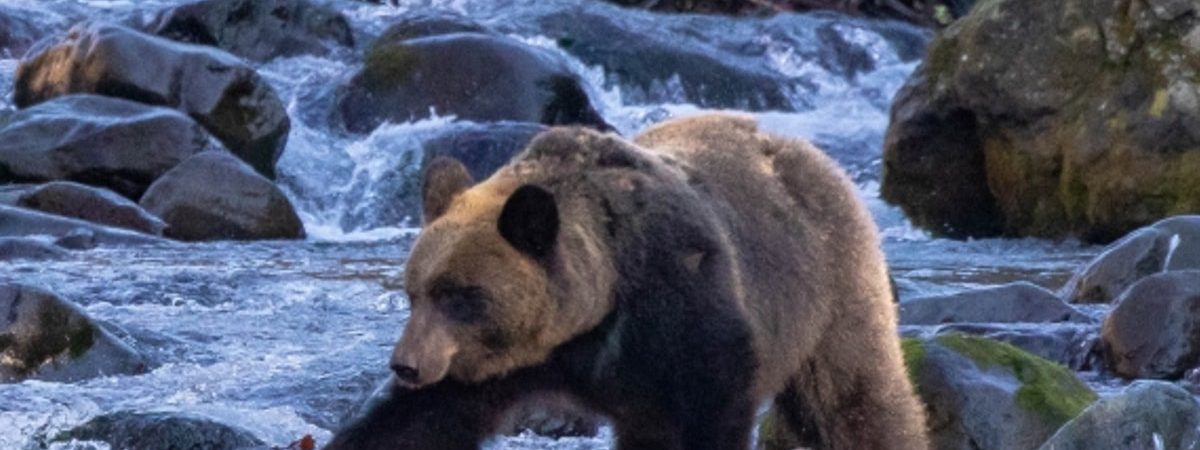 ヒグマ画像