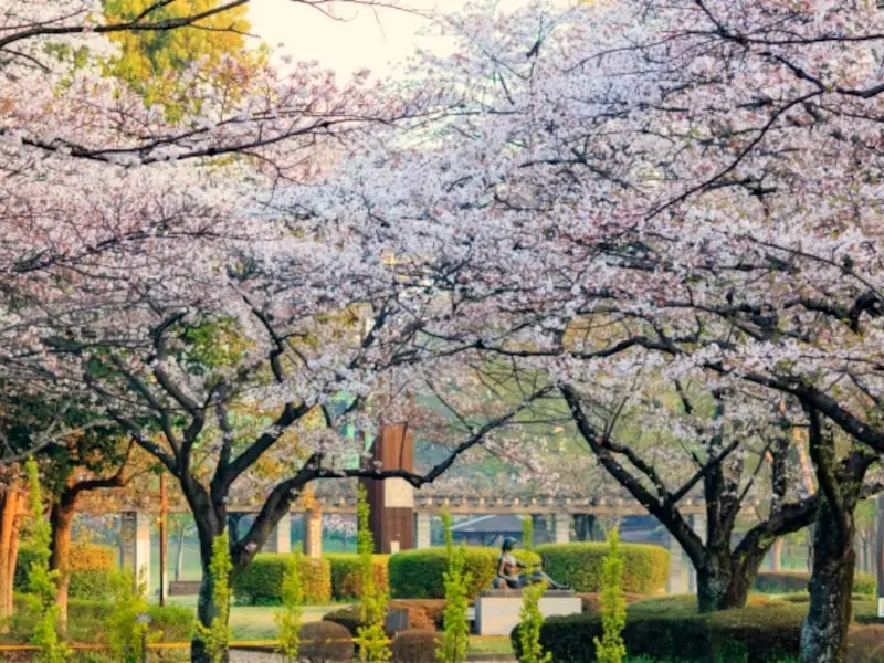 城山公園（埼玉 桶川市） | 2024年桜祭り・夜桜ライトアップ・見頃情報