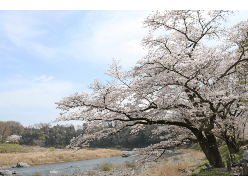 釜の淵公園（東京） | 2023年桜祭り・夜桜ライトアップ・見頃情報