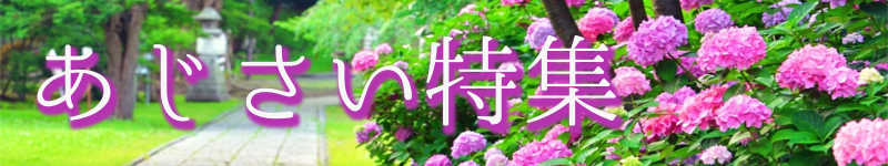 あじさい特集バナー